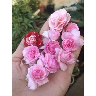 cây giống ngọc thảo kép / thạch thảo rủ