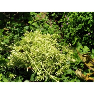 Hoa đu đủ đực ngâm mật ong