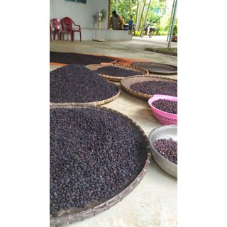 Hạt Dổi Mường Rừng Tây Bắc 1kg
