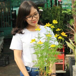500 Hạt hoa cánh bướm tự thu hái (vàng -cam)