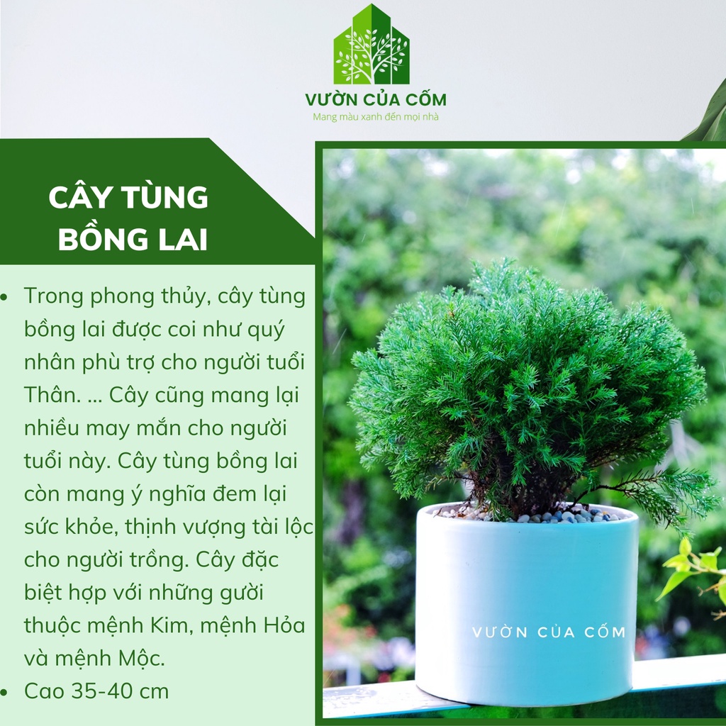 Cây Tùng Bồng Lai kèm chậu sứ trắng có kíck thước cao 30 - 35 cm . Cây mang phong thủy hút tài lộc .