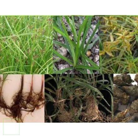 1kg Củ gấu khô hàng loại 1 thơm ngon