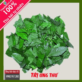 Cây sói rừng hỗ trợ điều trị bệnh ung thư, đau nhức xương khớp -1kg khô CTY Thảo Dược Số 1