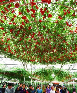 Hạt giống cà chua giàn f1