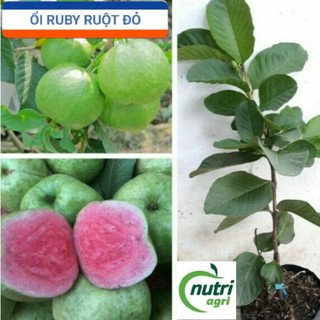 Ổi Ruby Ruột Đỏ Trồng Chậu Giống Cái Mơn