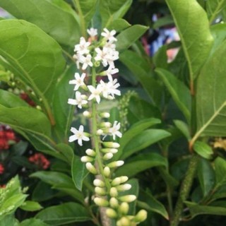 Cây lài thái/ lài nữ hoàng hoa thơm làm thảo mộc- Hoa đẹp trang trí sân vườn-Decor- Hoa kiểng THfarm