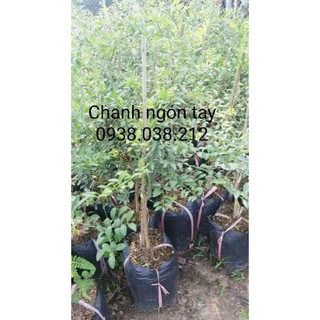 CÂY CHANH NGÓN TAY