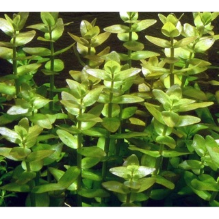 [10 NGỌN ]Cây Lệ Nhi Thuỷ Sinh (Cây Trung-Hậu Cảnh)