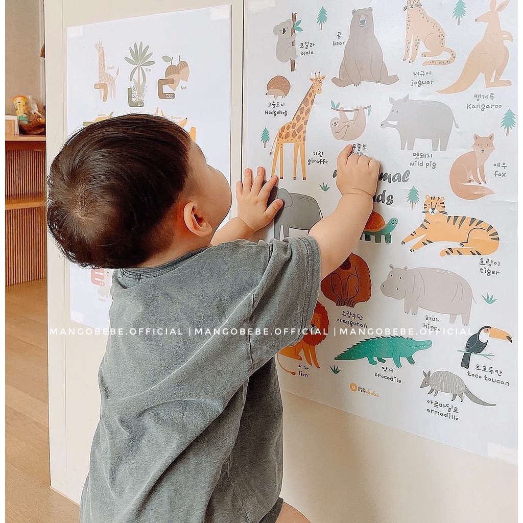 Bảng giáo dục treo tường Rirebebe Hàn Quốc