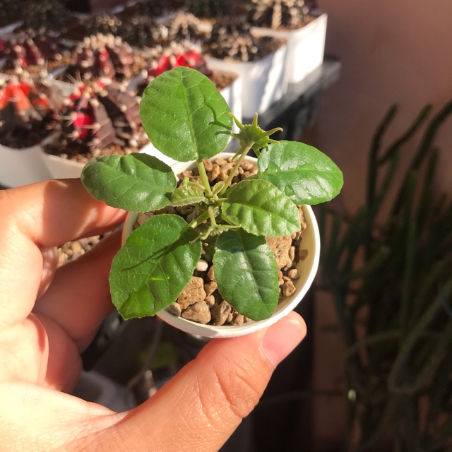 Cây mặt trời