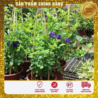 Hạt giống hoa đậu biếc - 20 hạt