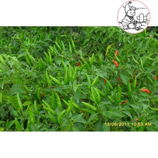 HẠT ỚT XIÊM XANH - GÓI 0.1 GRAM