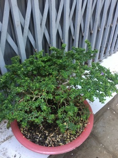 Cây linh sam hạt gạo hoa tím