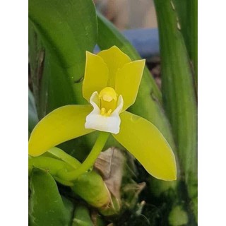 Lan kiếm xanh huế hàng giống