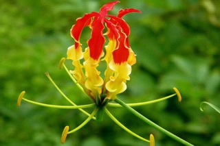 Khuôn làm hoa đất sét- hoa lily lửa