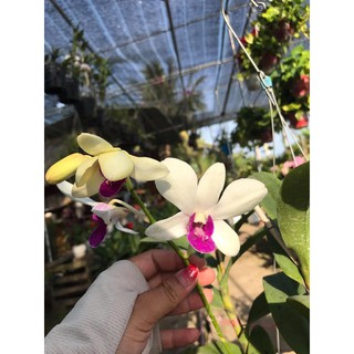 (1 chậu) Hoa lan dendro trắng tím - hàng lá