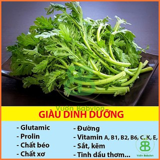 Hạt Giống Rau Tần Ô Rạng Đông, Dễ Trồng, Năng Suất Cao, trồng quanh năm Vuonbabylon - Gói 20G