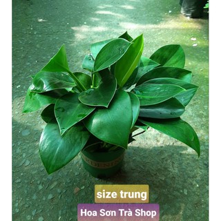 (Quận 8 - chỉ Hỏa tốc) Chậu TRẦU BÀ ĐẾ VƯƠNG