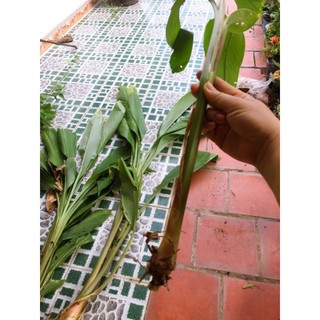 củ nghệ đen về trồng