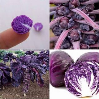 Hạt giống cải bắp tím tí hon