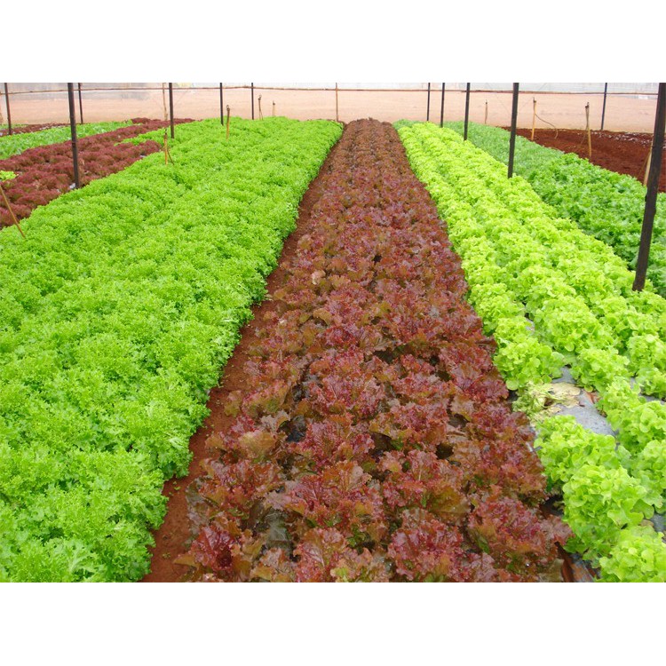 Hạt giống rau Xà lách xoăn tím - Rau củ quả trồng tại vườn, sân thượng, nông trang, ban công