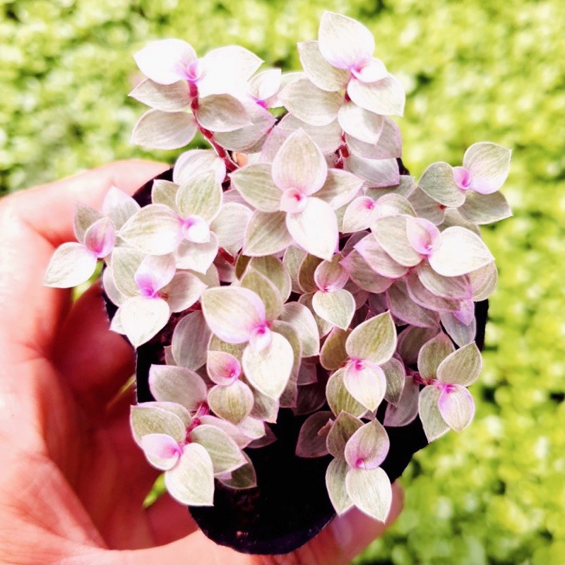 Cỏ pink lady SONDA GARDEN size bé 5-8cm, xuất xứ Đà Lạt, khoẻ đẹp, lỗi 1 đổi 1