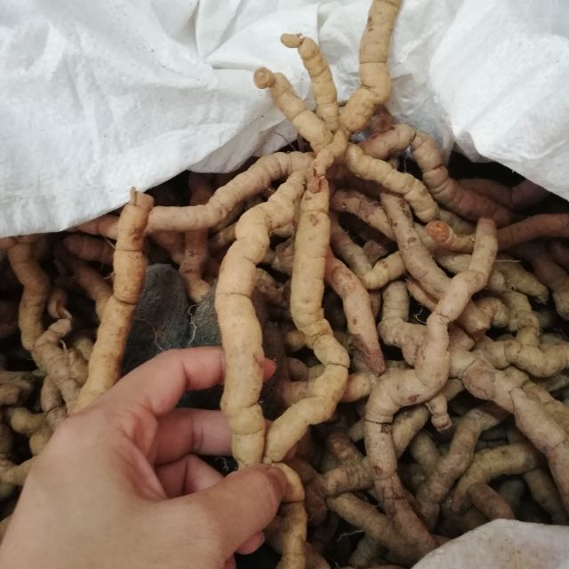 Ba kích tím quảng ninh