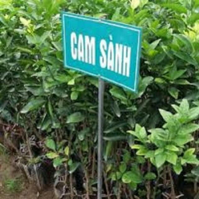 Cây cam sành