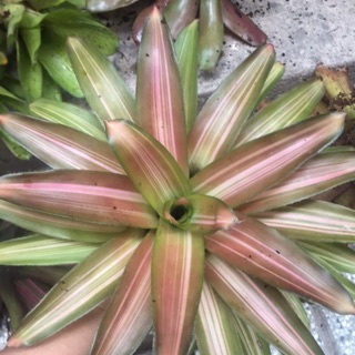 Dứa màu piccolo