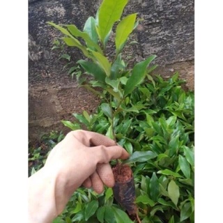 Hoa Lan Tiêu Thơm Nức Mũi (1 bầu cây giống)