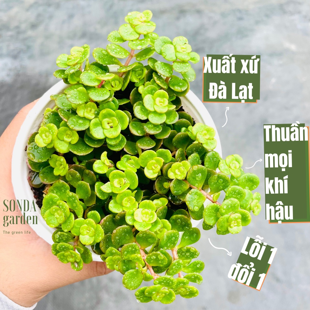 Sen đá sedum vảy cá SONDA GARDEN size trung bình 10-12cm, xuất xứ Đà Lạt, khoẻ đẹp, lỗi 1 đổi 1