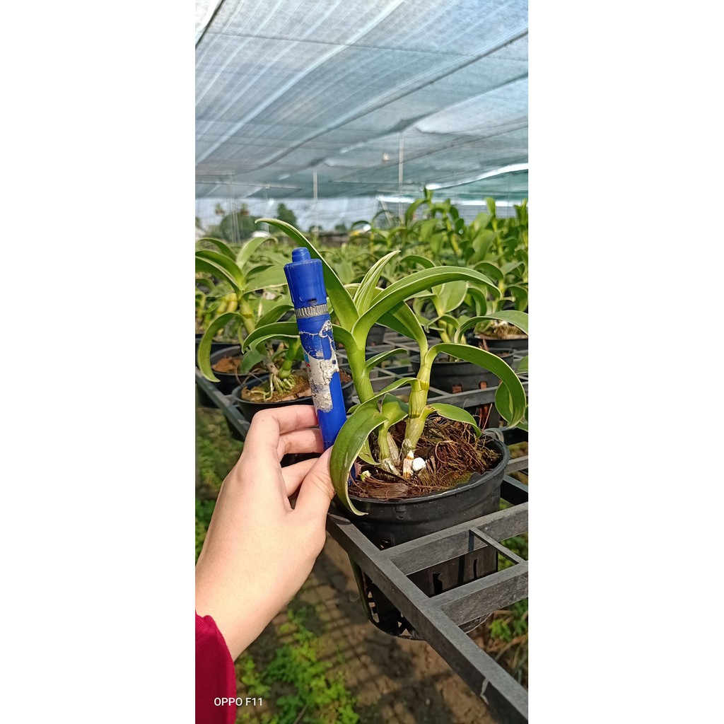 Dendro đột biến - dòng dendro nắng thơm phát tài - Rau&Hoa Shop