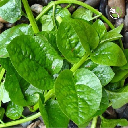 Hạt Giống Mồng Tơi Cao Sản (Lá To) Phú Nông - Gói 20g - 50g - Ceylon Spinach