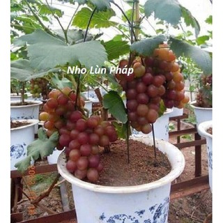 Hạt giống nho lùn pháp 10 hạt (TẶNG gói kích thích hạt nảy mầm)