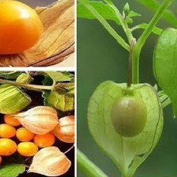 Hạt Giống Cây Tầm Bóp gói 0,2gram - HG1