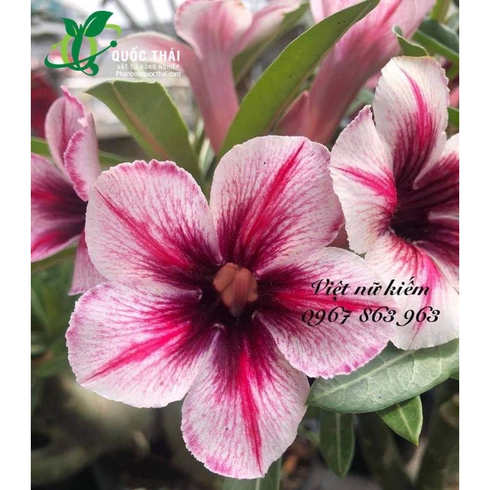 Bộ Đôi Phân Bón Lá Kích Thích Sinh Trưởng Atonik và Chất Dưỡng Hoa Lâu Tàn