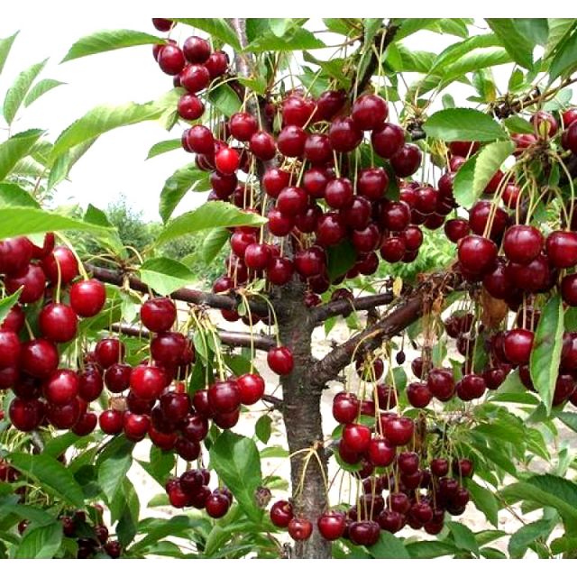 Cây cherry