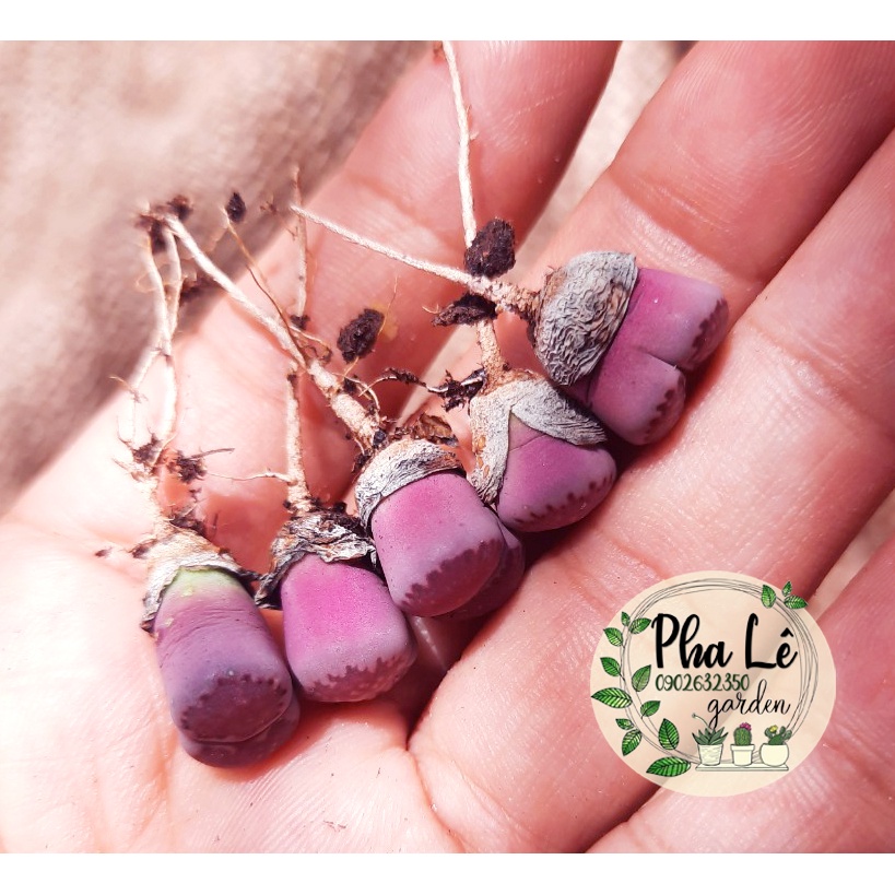 1 cây sen mông tím tròn 0.7cm-1cm-1,5cm-2cm, giá tại vườn/ lithops
