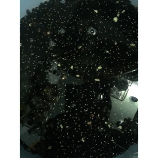 Đậu đen xanh lòng rang HANDMADE 1Kg