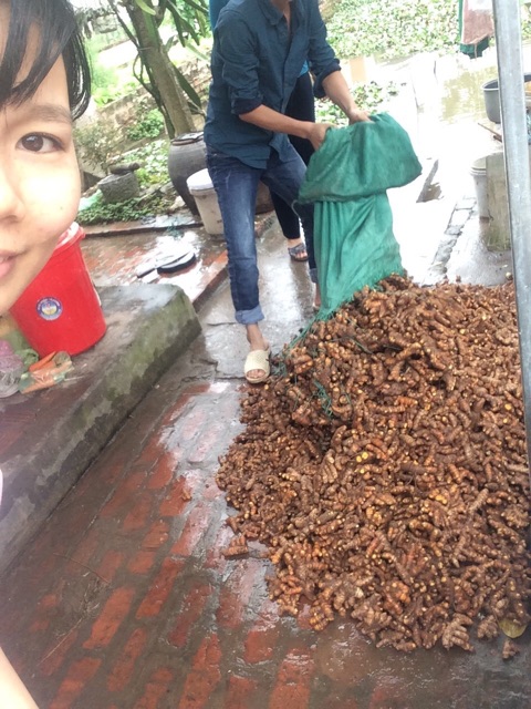 Tinh bột nghệ vàng nhà làm( 0,5kg~ 1kg)