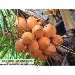 Cây Giống Dừa Đỏ