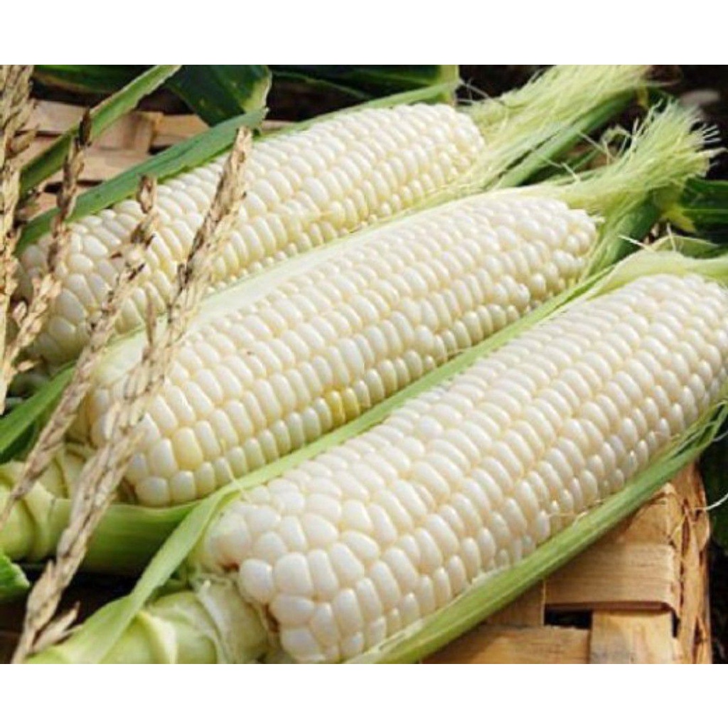 Hạt giống Bắp nếp nù trắng - Ngô nếp siêu dẻo VTP127 | Vạn Tín Store
