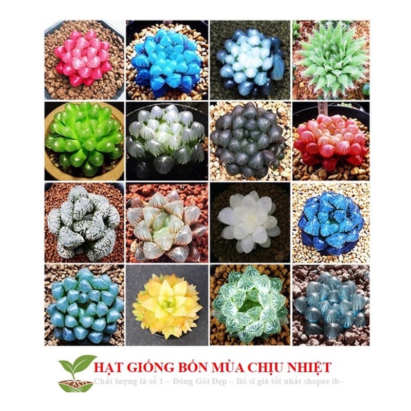Hạt giống sen đá kim cương sỉ 10k gói 30 hạt