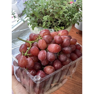 [ GIAO HỎA TỐC HCM ] [ JENNY FRUIT ] - NHO các loại