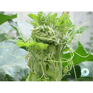 1KG Hạt Giống Bí Siêu Ngọn (| W20*W61)
