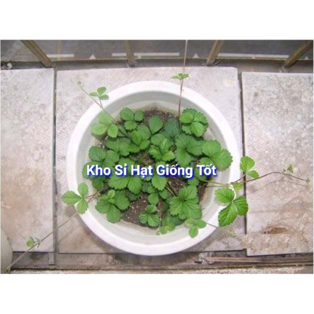 Gói 50 hạt giống dâu tây leo giàn luckyseed hạt siêu rẻ