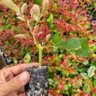 [Hàng Mới] 🌹 Hoa Hồng Giống🌹 ( có hình thật sau 1 tháng trồng )