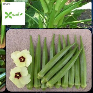 ⚡️ hạt giống đậu bắp f1⚡️ dễ trồng siêu năng xuất