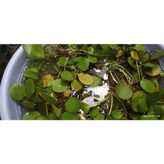 bèo nhật thủy sinh size to vươn lá cạn rễ dài siêu tốt