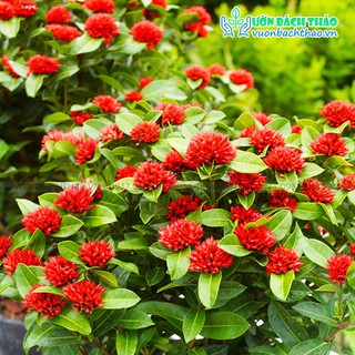 Cây trang sen trồng sân vườn